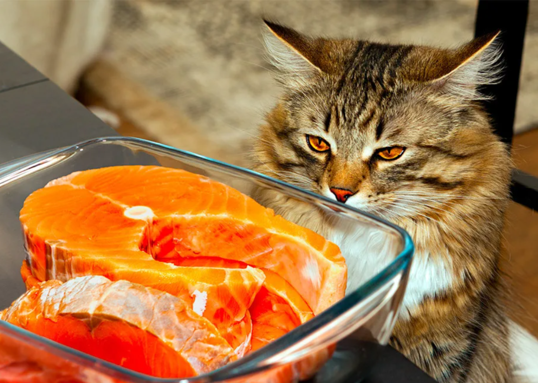 Полу голодный. Рыба кошка. Кот жрет рыбу. Рыжий кот с рыбой. Кошки за едой.