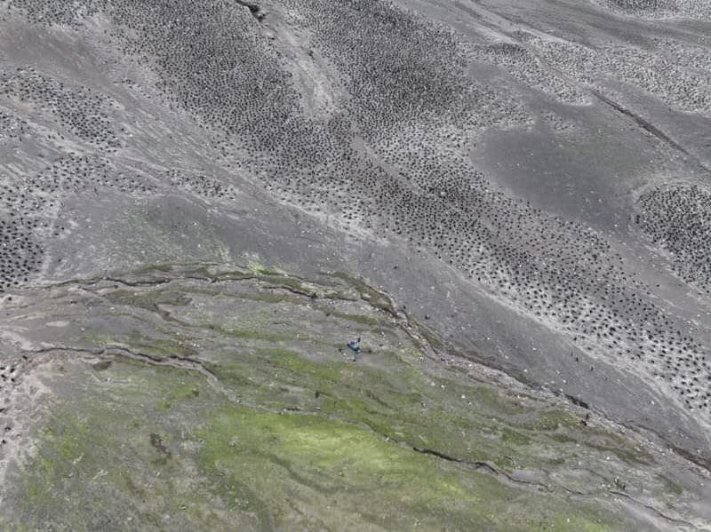 Ученые сфотографировали самую большую колонию пингвинов в мире (2 фото)