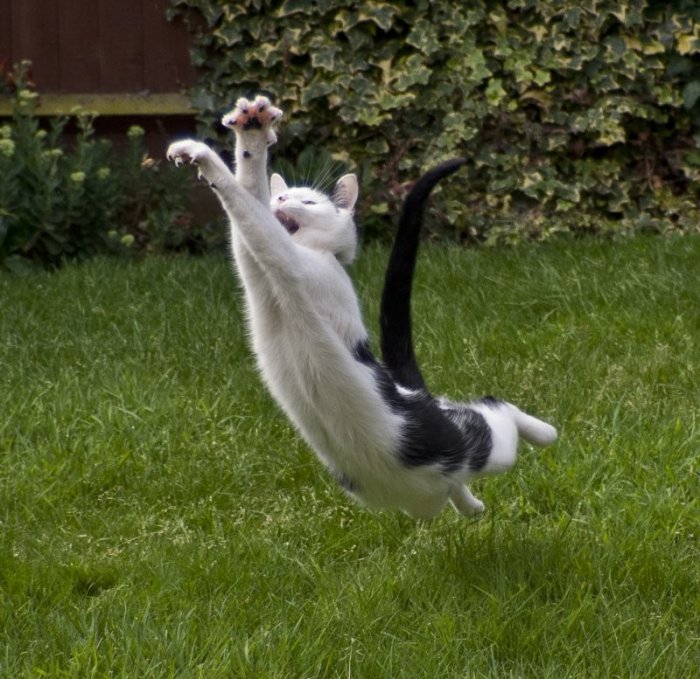 Котики резвятся в прыжках (20 фото)