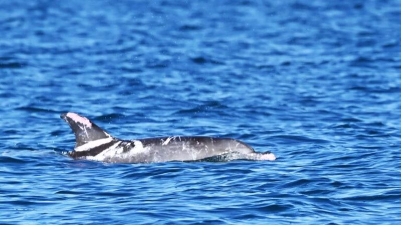 В Австралии обнаружили дельфина с необычным окрасом