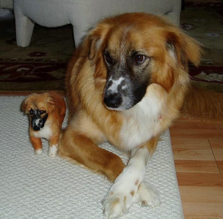Собаки и их миниатюрные игрушечные копии (15 фото)