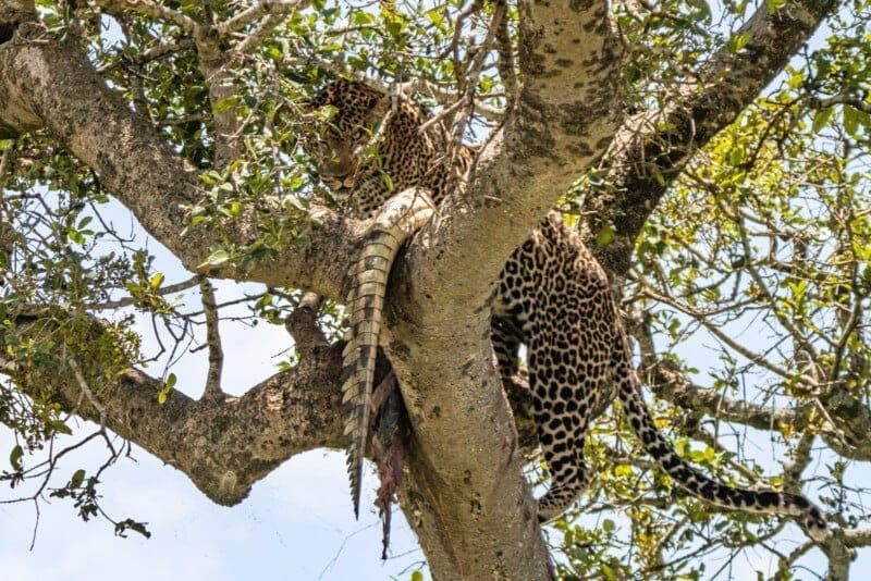 Леопард, поедающий крокодила на дереве (5 фото)