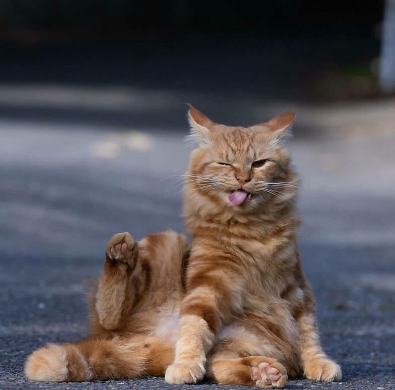 Причудливая сторона кошек в фотографиях Масаюки Оки (31 фото)