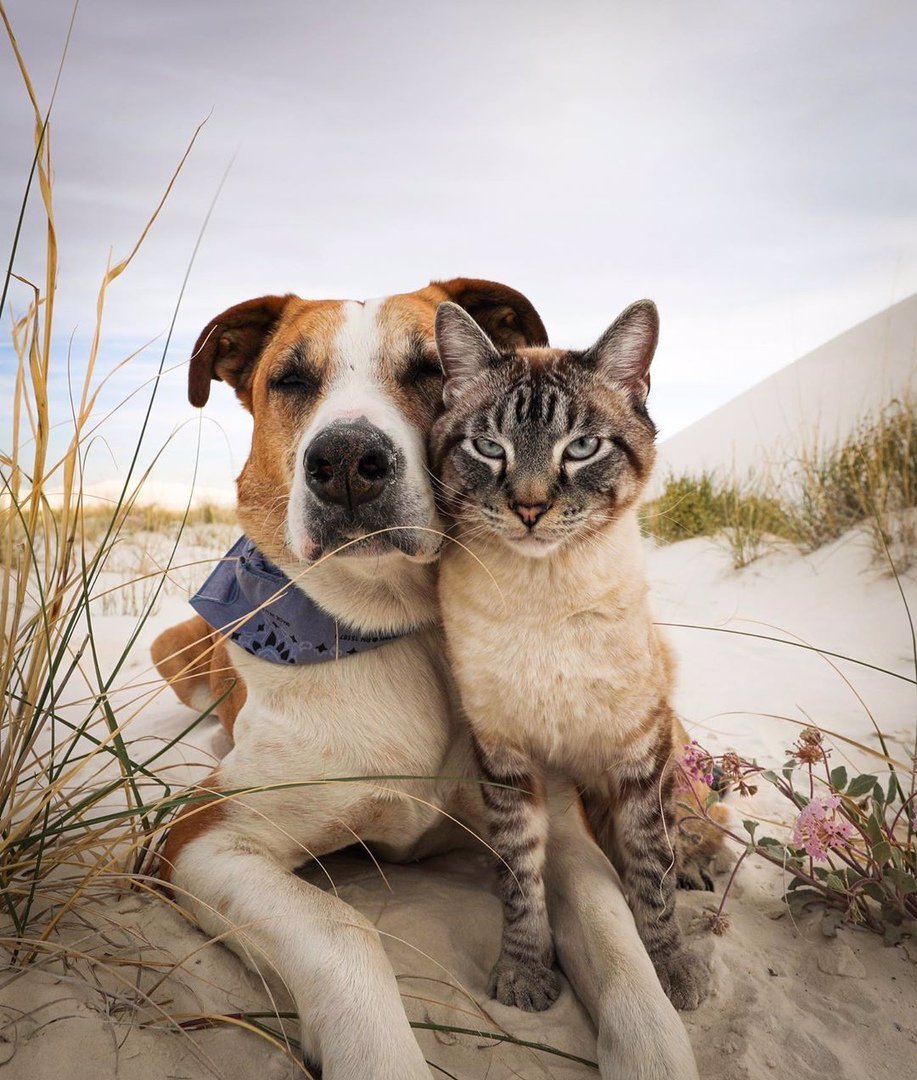 Собаки и кошки в одной обложке (30 фото)