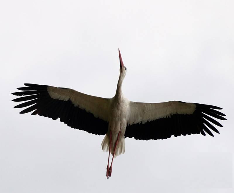 Красивые птицы - аисты (30 фото)