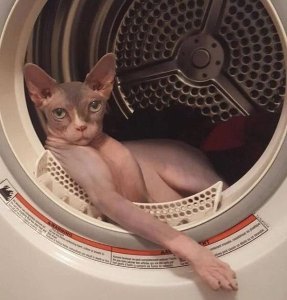 О любви котиков к стиральным машинам (30 фото)