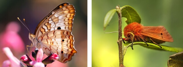 Как мотылька отличить от бабочки (4 фото)