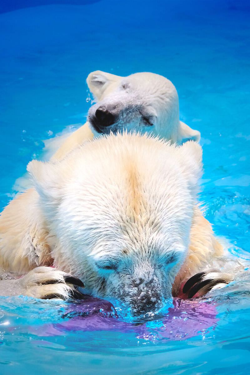Игры в воде матери белого медведя со своим детёнышем (11 фото)