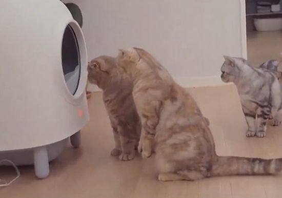Коты в шоке от лотка с функцией самоочистки