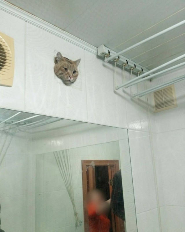 Застрявший в вентиляции кот из Уфы стал героем мемов (8 фото)