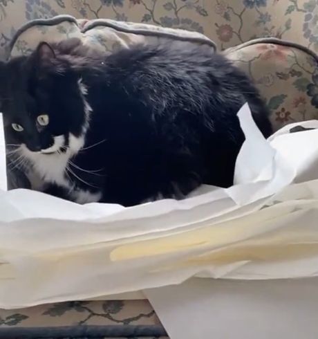 Кот развлекается с бумагой