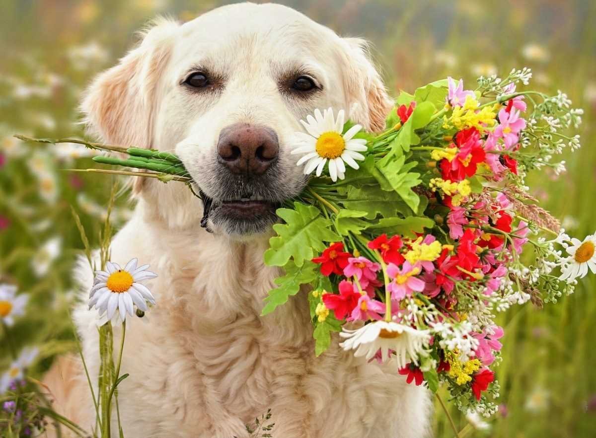 Позитив на понедельник. Собаки с цветами (30 фото)