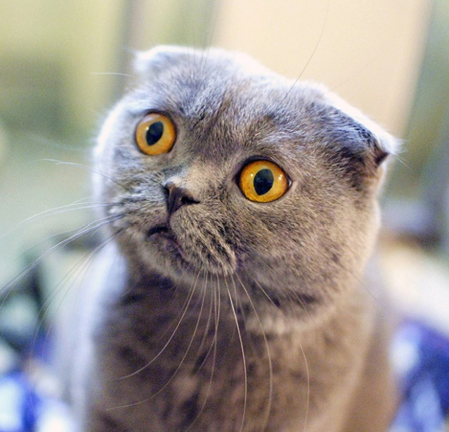 Удивительные фотографии удивлённых котиков (30 фото)