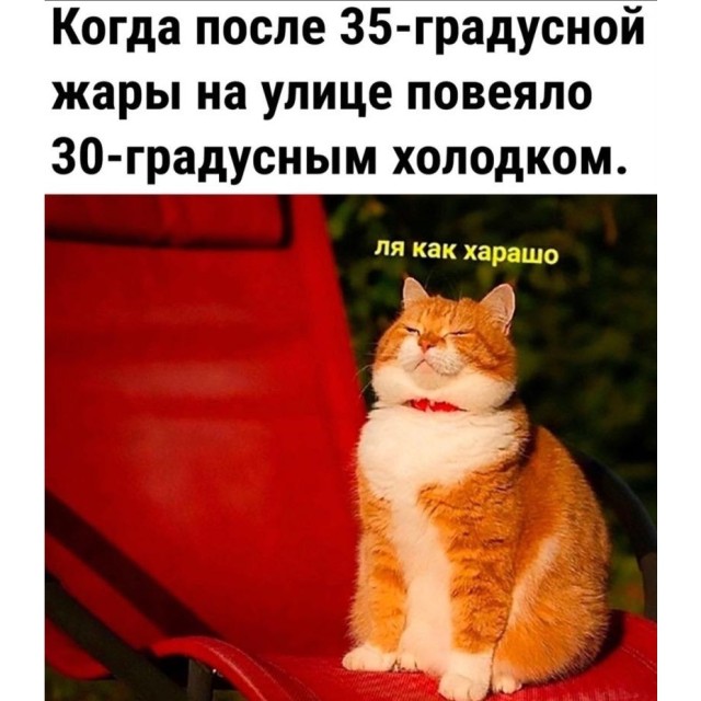 Забавных котиков вам в ленту (30 фото)