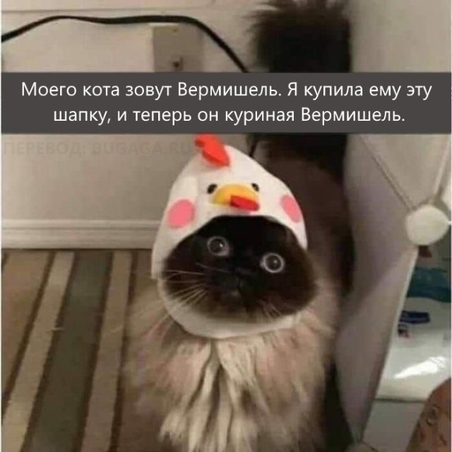 Весёлые мемы, которые понравятся вашей кошке (14 фото)