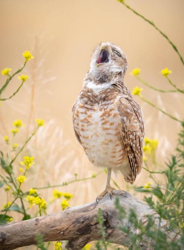 Смешные финалисты премии Nikon Comedy Wildlife Photography Awards 2024 года (40 фото)