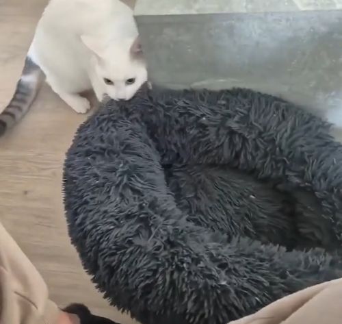 Новая лежанка для кота