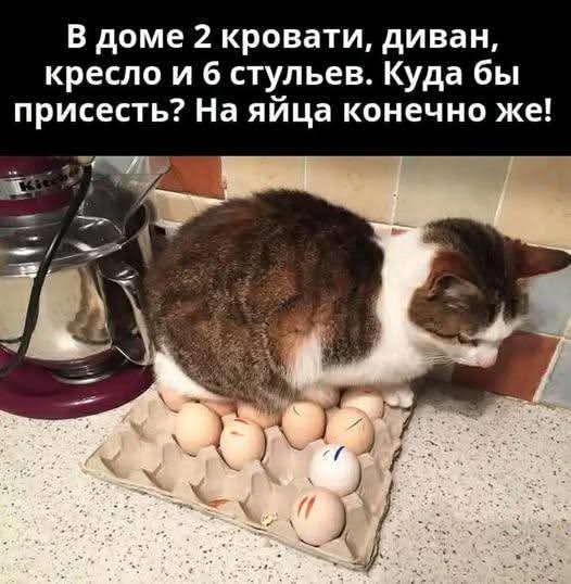Фотографии животных, которые вызовут улыбку (30 фото)