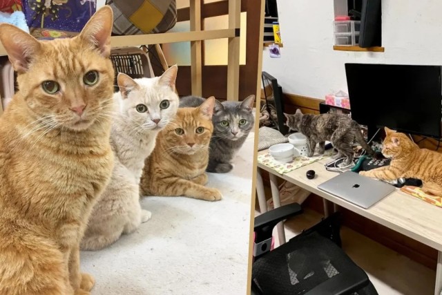 Кошки - «сотрудницы», которые живут в офисе (5 фото)