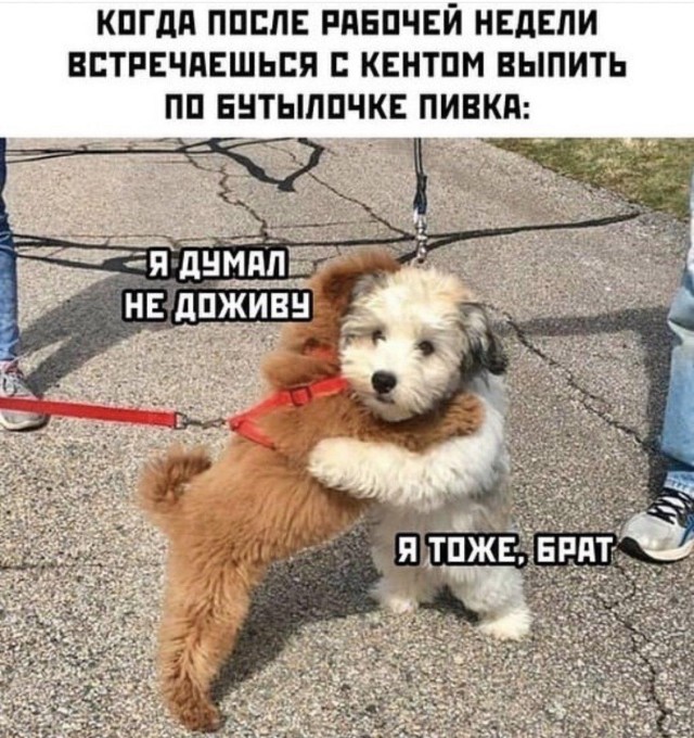 Пятничный позитив (30 фото)