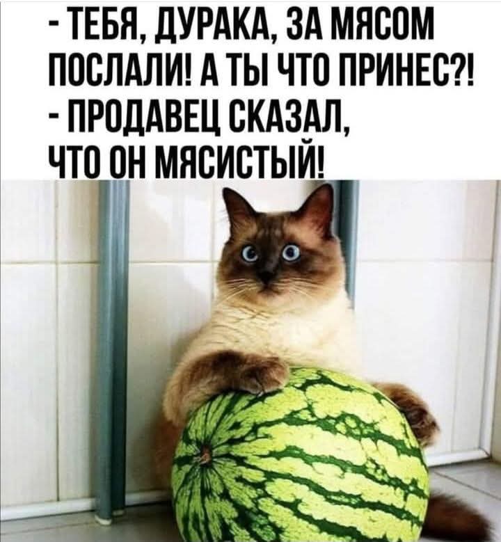 Забавные КОТОприколы (30 фото)
