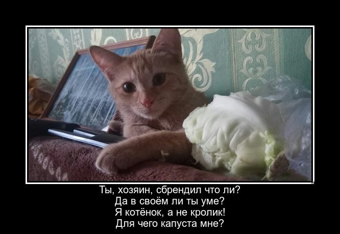 Просто для улыбки! (30 фото)