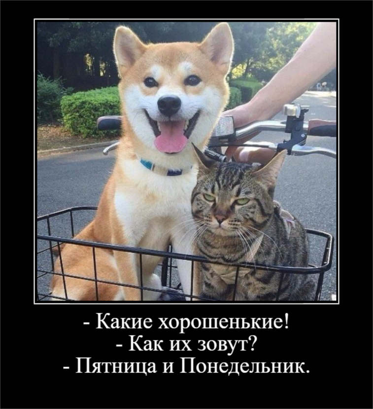 Для отличного настроения (30 фото)
