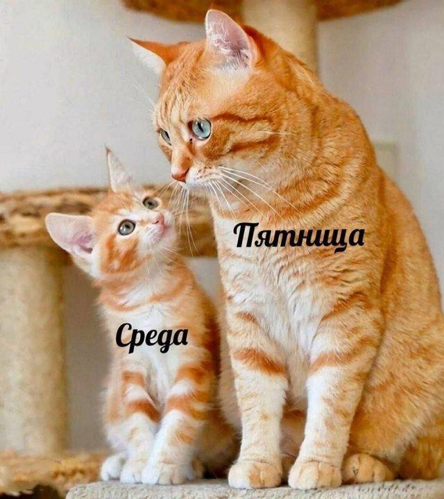 Забавные животные — лучшие улучшатели настроения! (30 фото)