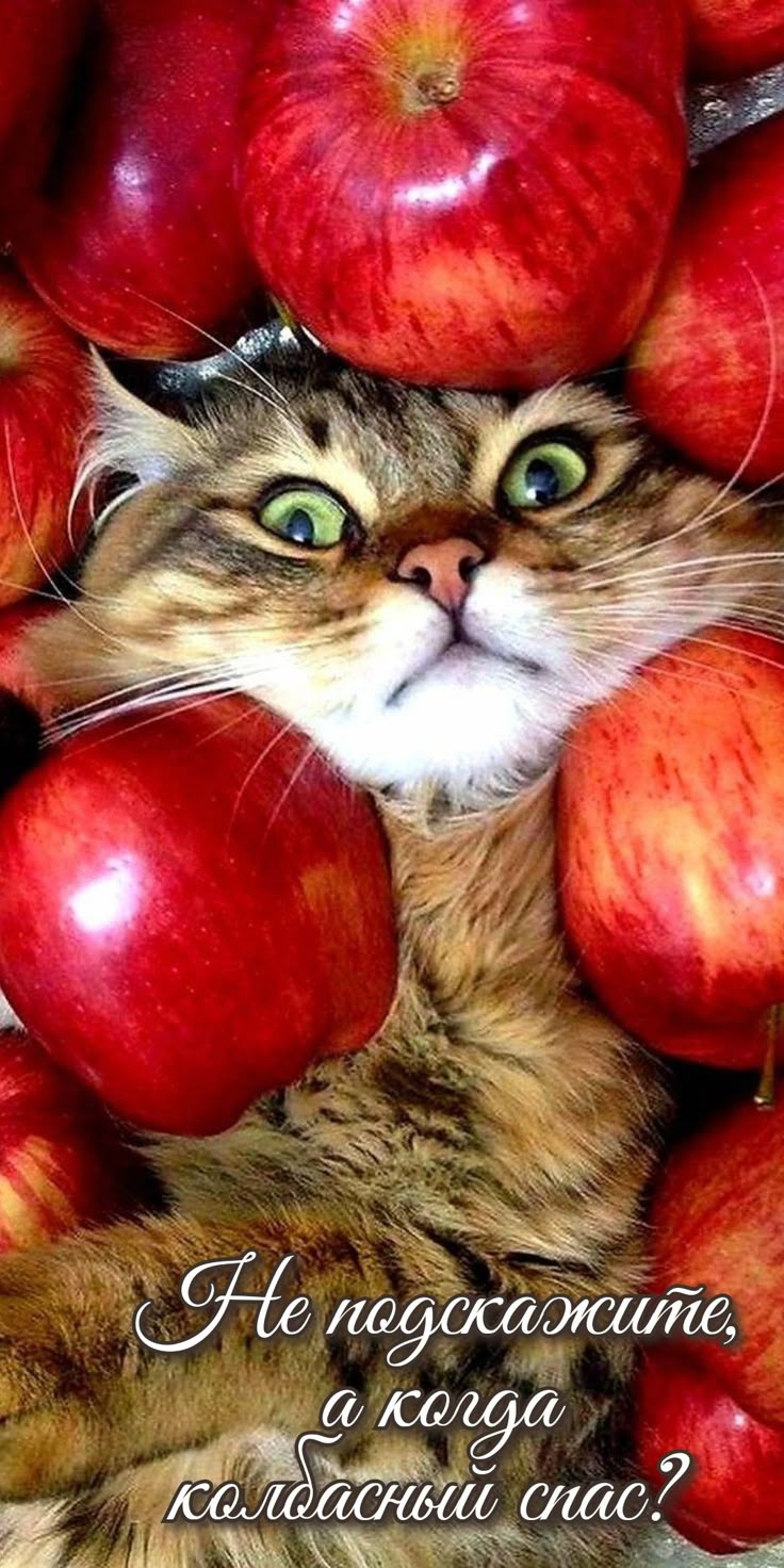 Фотографии животных, заряжающие позитивом (30 фото)