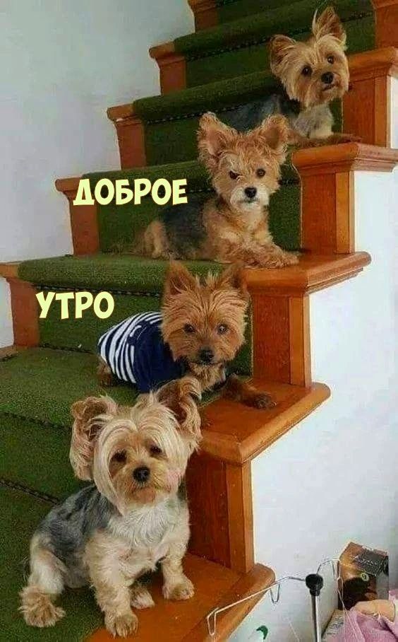 Забавные животные, которые подарят вам улыбку (19 фото)
