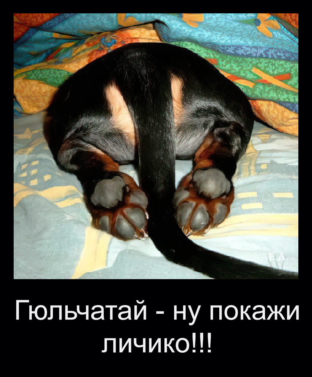 Забавные животные, которые вызовут улыбку (30 фото)