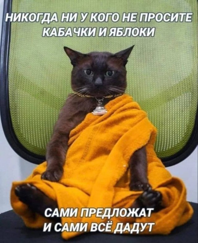 Забавные животные, которые подарят вам улыбку (30 фото)