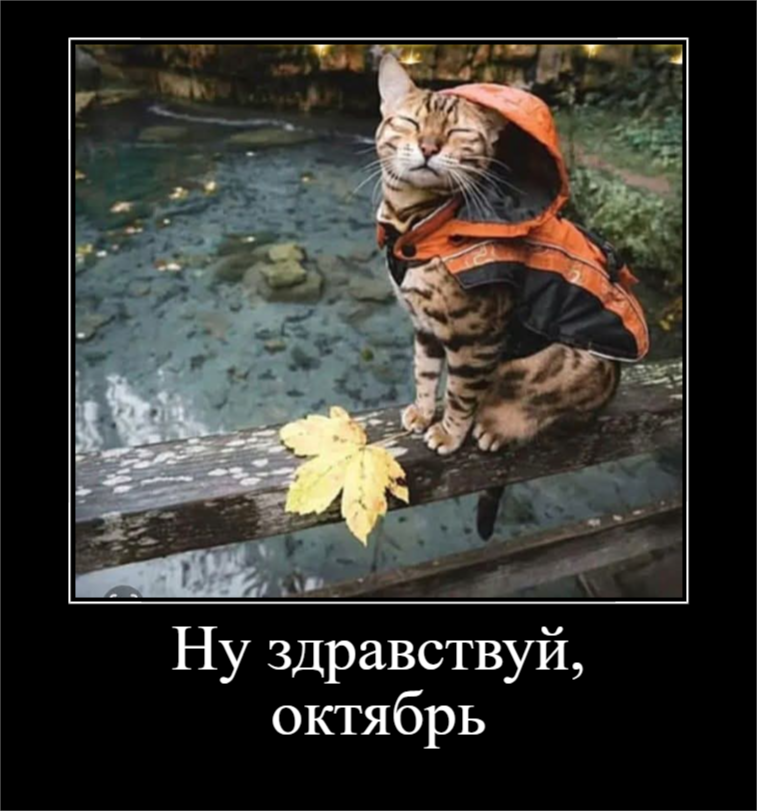 Забавные животные, которые подарят вам улыбку (27 фото)