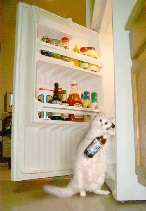 Подборка для любителей пушистиков и цап-царапычей (30 фото)