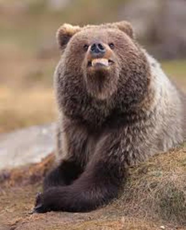 Когда дикие животные смешнее любого комика (42 фото)