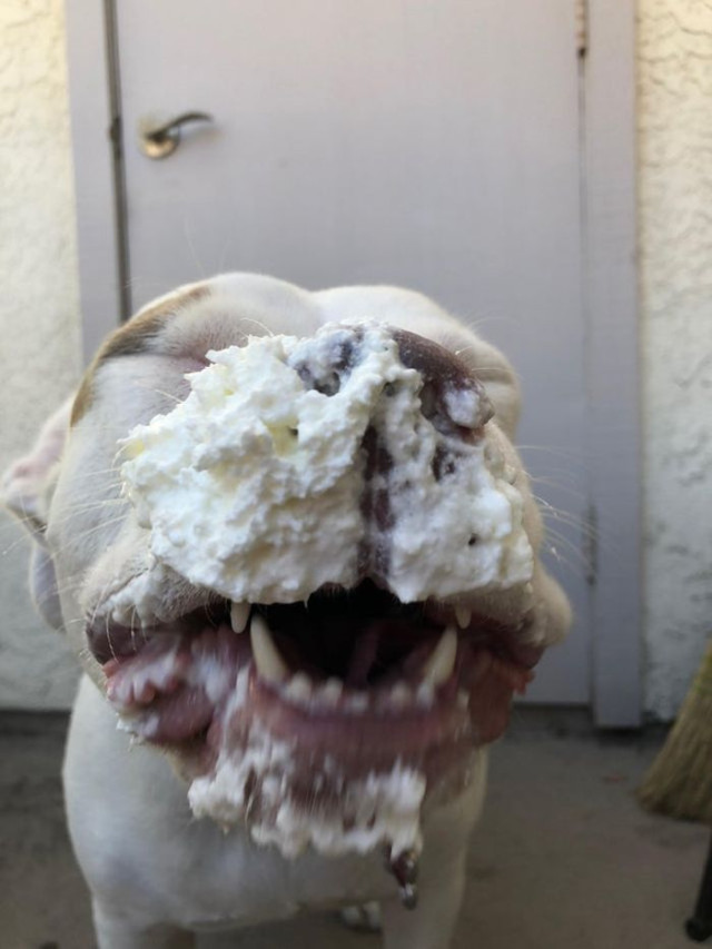 Домашние шалуны, которых мы обожаем (30 фото)