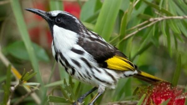 Небольшая лесная птица — хихи (16 фото)