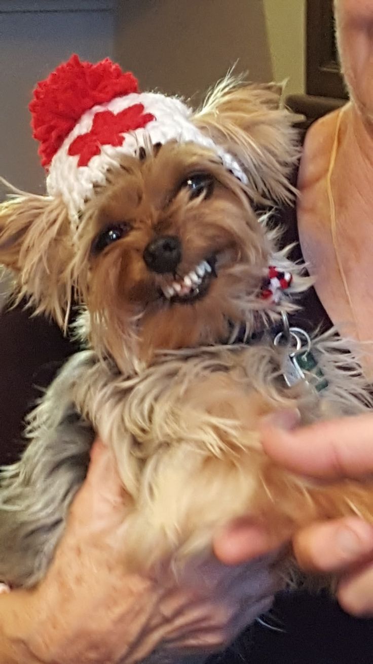 Собаки в шапочках (30 фото)