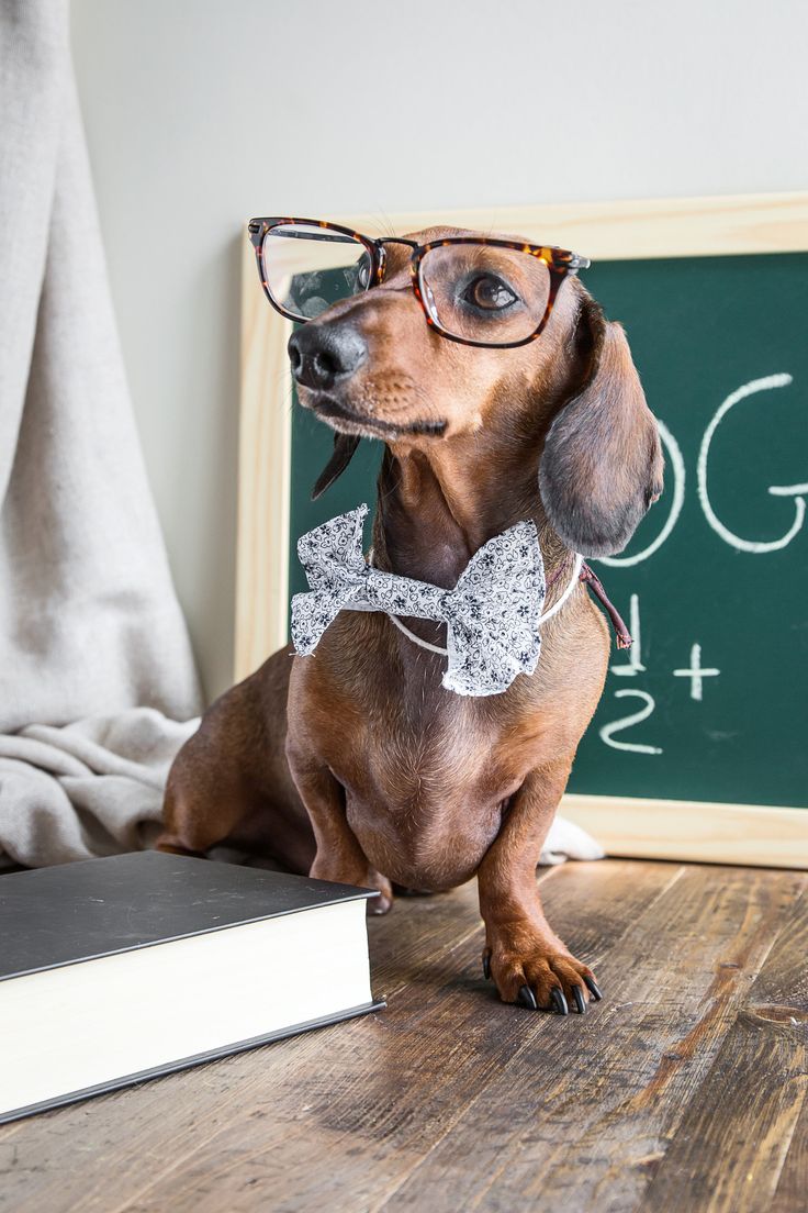 Пёсели в очках (20 фото)