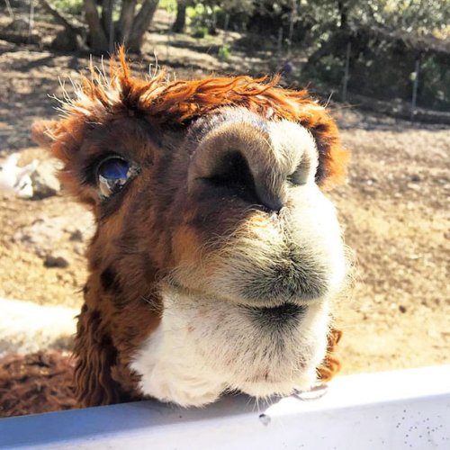 Забавные животные, которые вызовут вашу улыбку (30 фото)