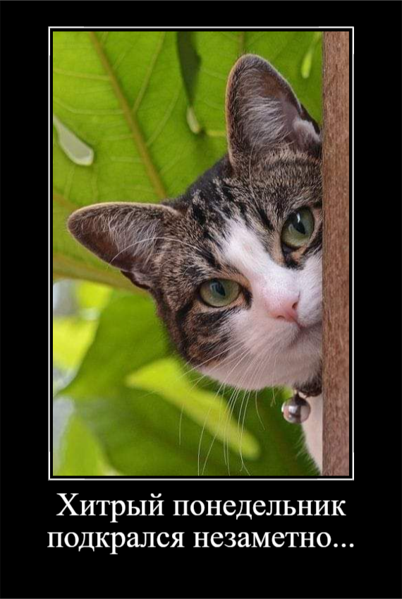 Встречаем понедельник с улыбкой (30 фото)
