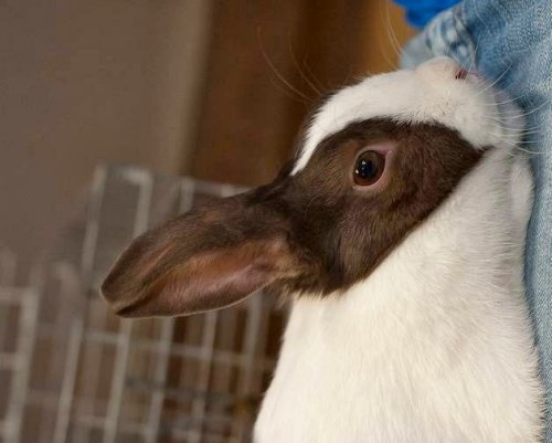 Прикольные фотоиллюзии (20 фото)