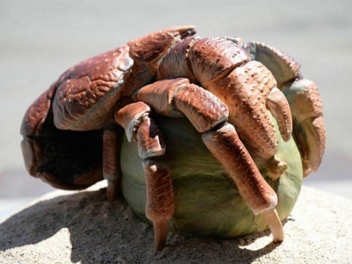 Самый опасный краб на Земле (8 фото)