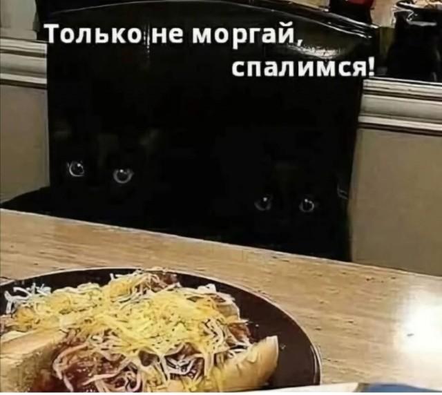 Пушистое настроение (30 фото)