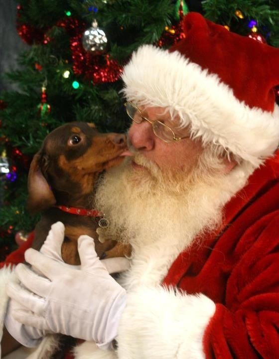 Дед Мороз пришёл в гости к собачкам (20 фото)