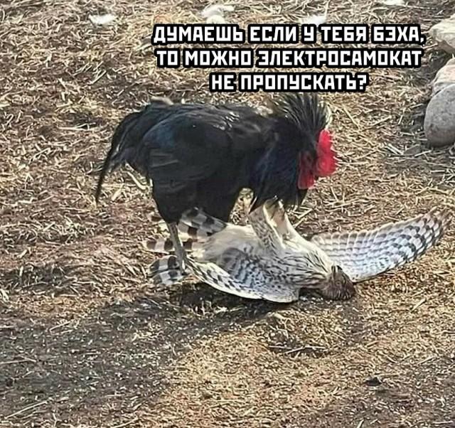 Просто для улыбки (30 фото)