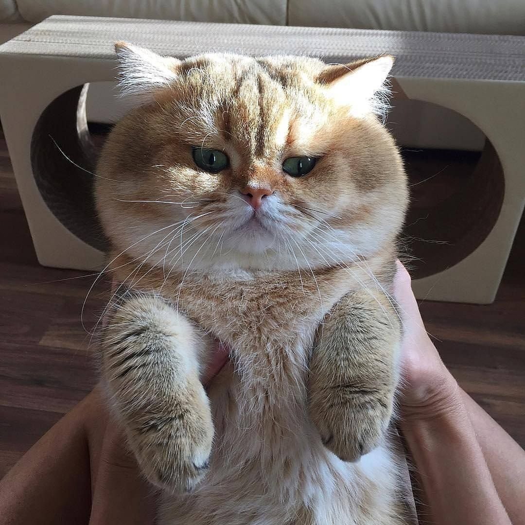Пухленькие коты (30 фото)