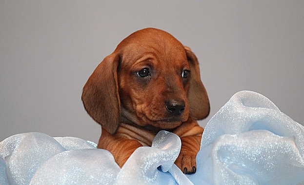 Фотографии маленьких животных, улучшающих настроение (30 фото)