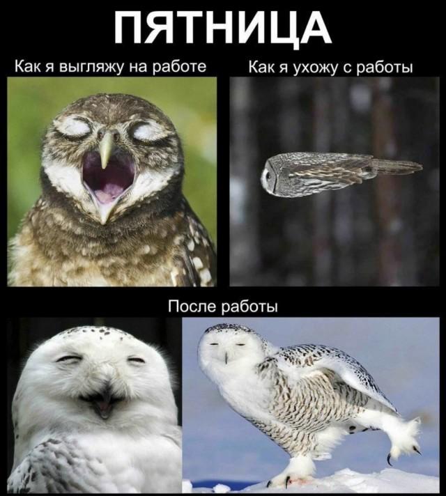 Пятничное настроение (30 фото)