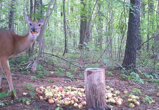 Чем занимаются лесные животные, когда думают, что никто их не видит (30 фото)